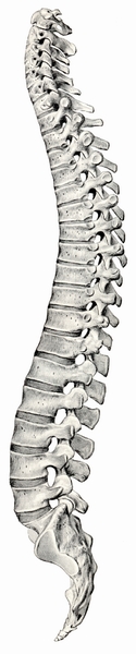 Spine Lateral